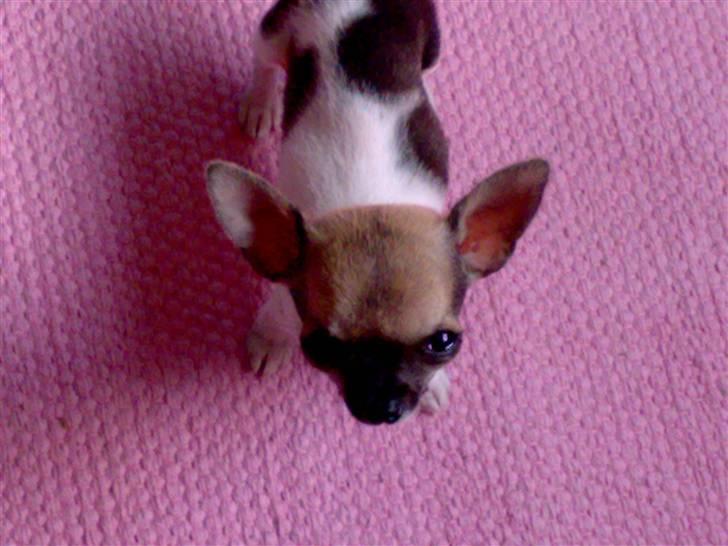 Chihuahua Tufsan - Jeg vil op til dig moar... billede 11
