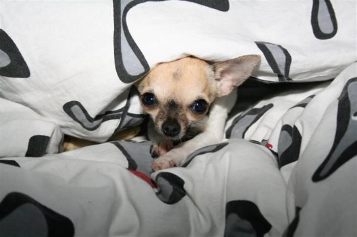 Chihuahua Tufsan - Jeg er söd, og jeg ved det! billede 12
