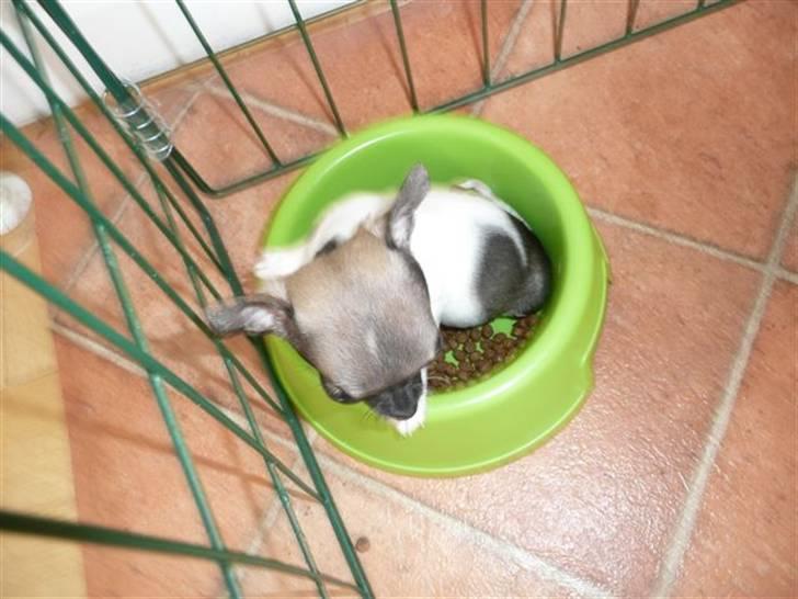 Chihuahua Tufsan - 7 uger. Ligger i madskålen og hygger mig! billede 13
