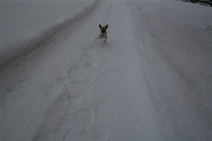 Chihuahua Tufsan - Hos min moars foraldrer i norra Sverige. Der er det sne. Meget sne. billede 14