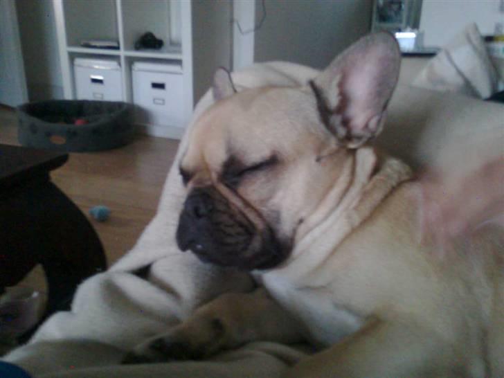 Fransk bulldog Isabel - zzzzzz billede 11