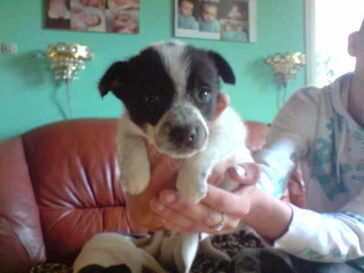 Blanding af racer Kenzo billede 1