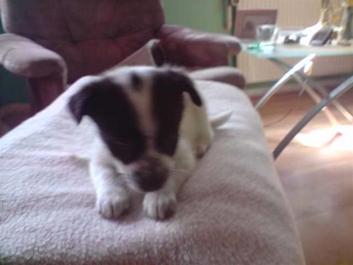 Blanding af racer Kenzo billede 2