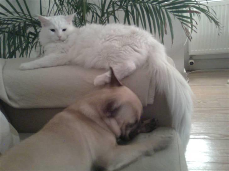 Fransk bulldog Isabel - Mig og min storesøster Kleopertra billede 12