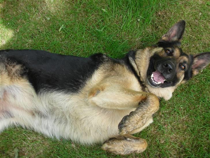 Schæferhund Sasha billede 7