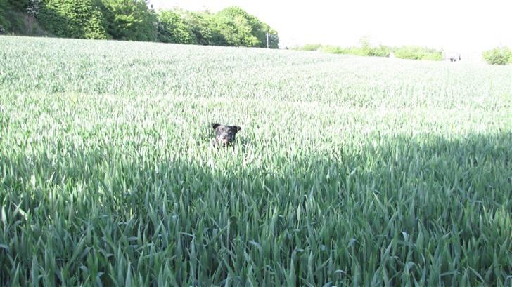 Labrador retriever Bølle R.I.P billede 13