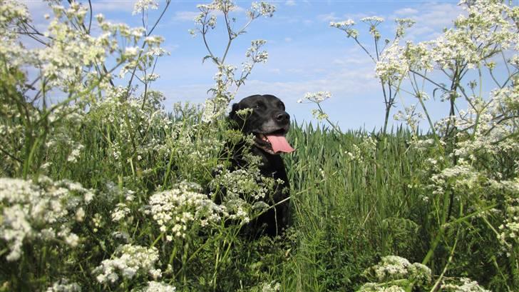 Labrador retriever Bølle R.I.P billede 14