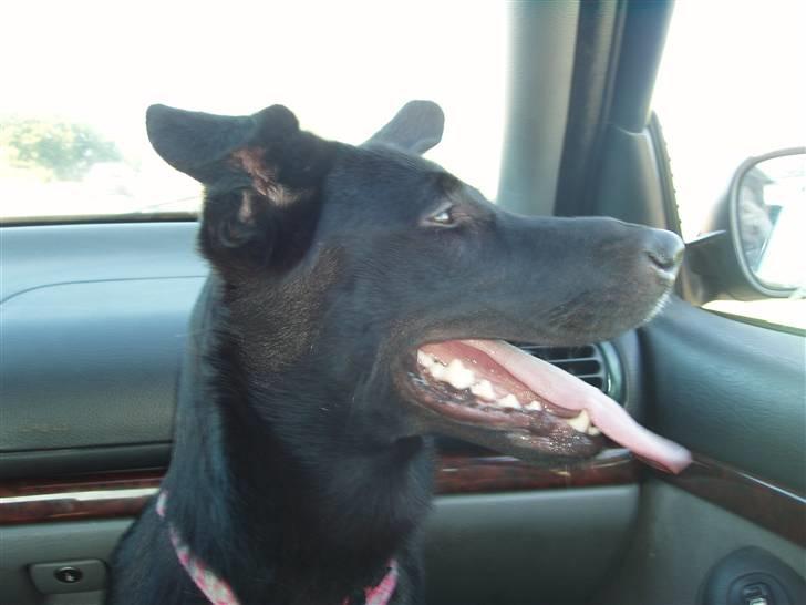 Blanding af racer Nala - På vej hjem i bilen.. billede 1