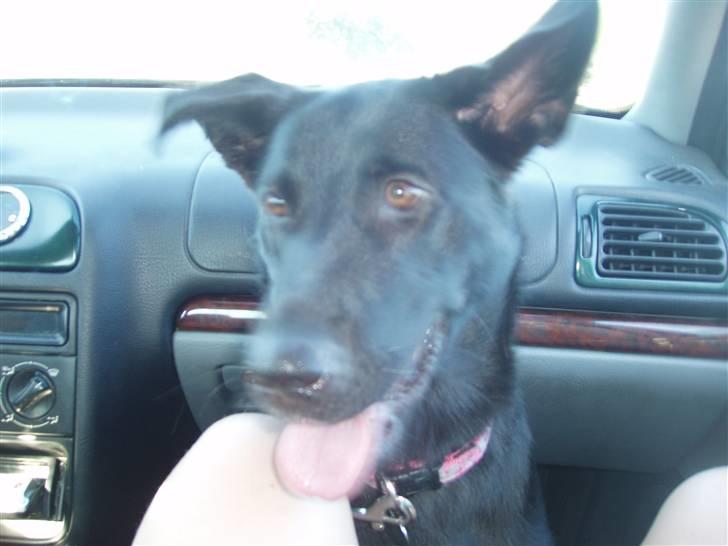 Blanding af racer Nala - På vej hjem i bilen.. billede 2