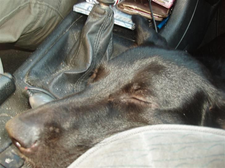 Blanding af racer Nala - Træt kan man også blive i bilen.. billede 3