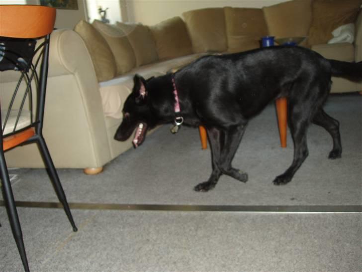 Blanding af racer Nala - Skal lige tjekke det nye hjem.. billede 4