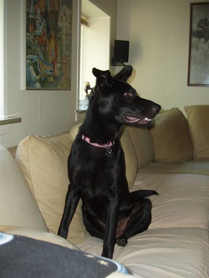 Blanding af racer Nala - Weeee..  jeg må være i sofa. . :) billede 5