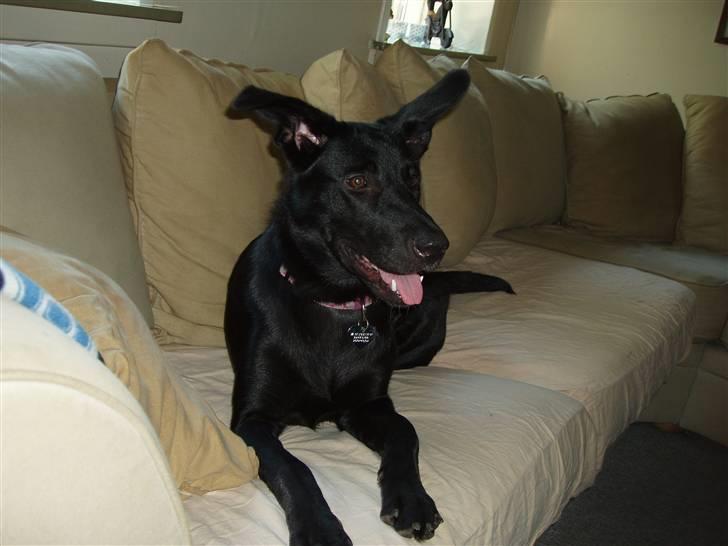 Blanding af racer Nala billede 6