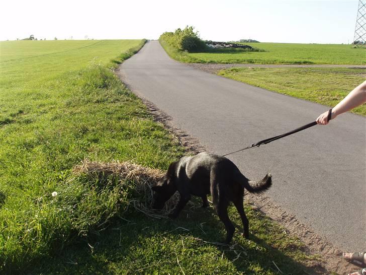 Blanding af racer Nala - Første gåtur i nye omgivelser..  på landet. .  billede 8