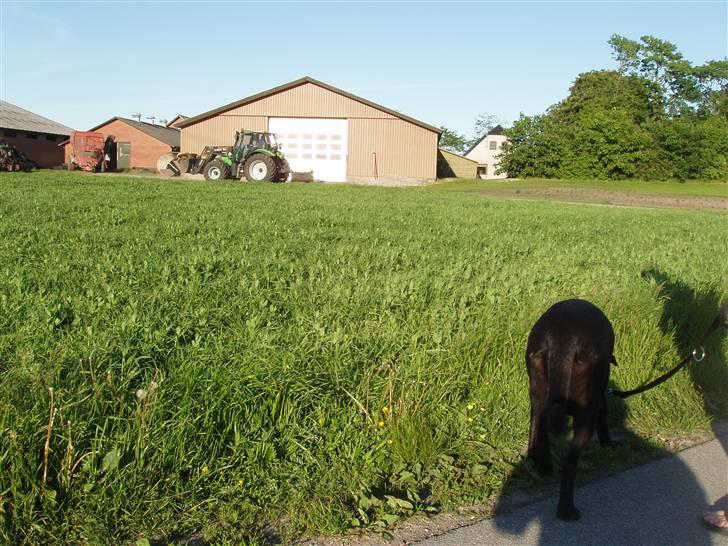 Blanding af racer Nala - ja, det ER på landet..  vores genbo. .  billede 9