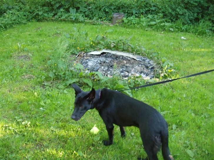 Blanding af racer Nala - min nye have..  med ekstra ukrudt og bålplads. .  billede 10