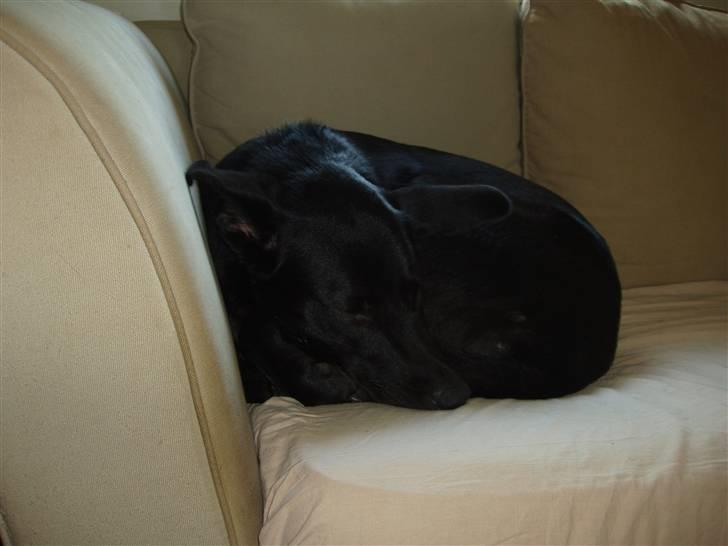 Blanding af racer Nala - Gaaab.. billede 11