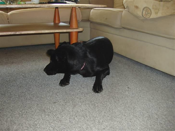 Blanding af racer Nala billede 12