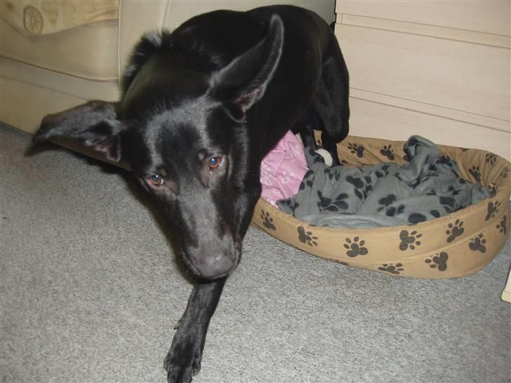 Blanding af racer Nala - min seng kom også med. . :) billede 13