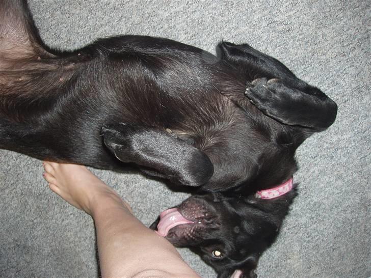 Blanding af racer Nala - her kan jeg da lide og være. .  billede 14