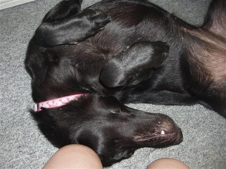 Blanding af racer Nala - rigtig godt enda. . :) billede 15