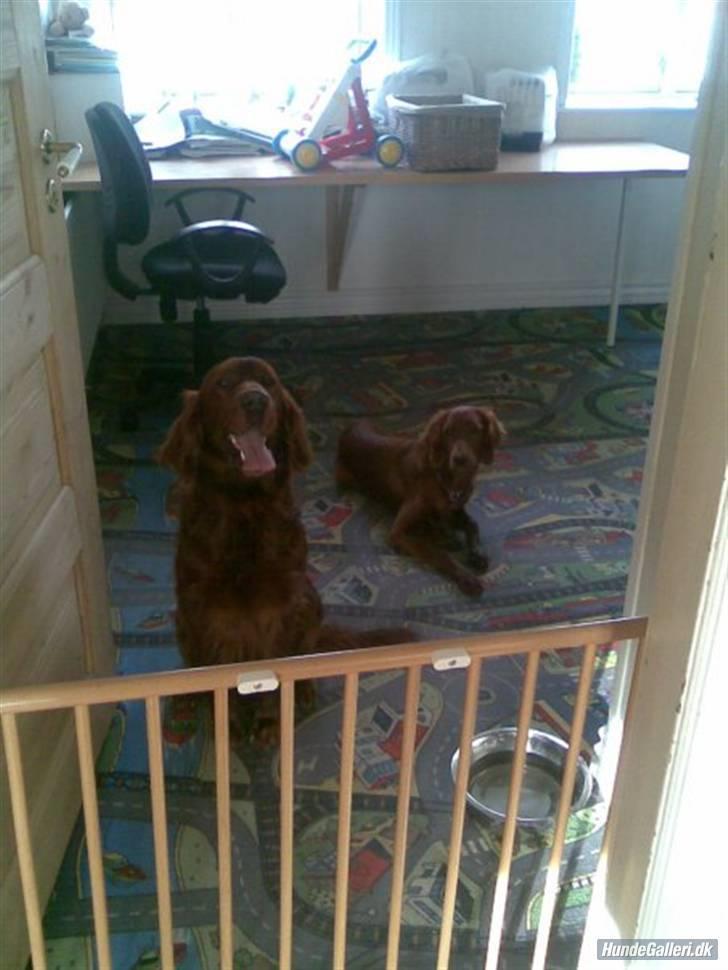 Irsk setter Mac - Mac og Diva billede 2