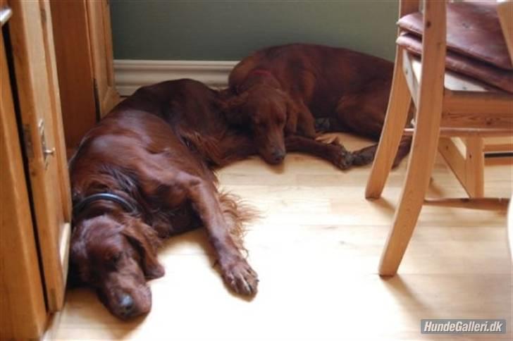 Irsk setter Mac - Mac og Diva billede 3