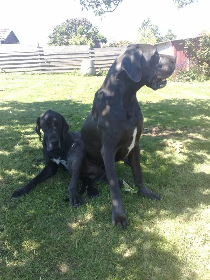 Grand danois BONEL ZAGANELLI  - Hmmm Armarni.....Hvorfor skal du ligger lige der hvor jeg skal sidde?? billede 13