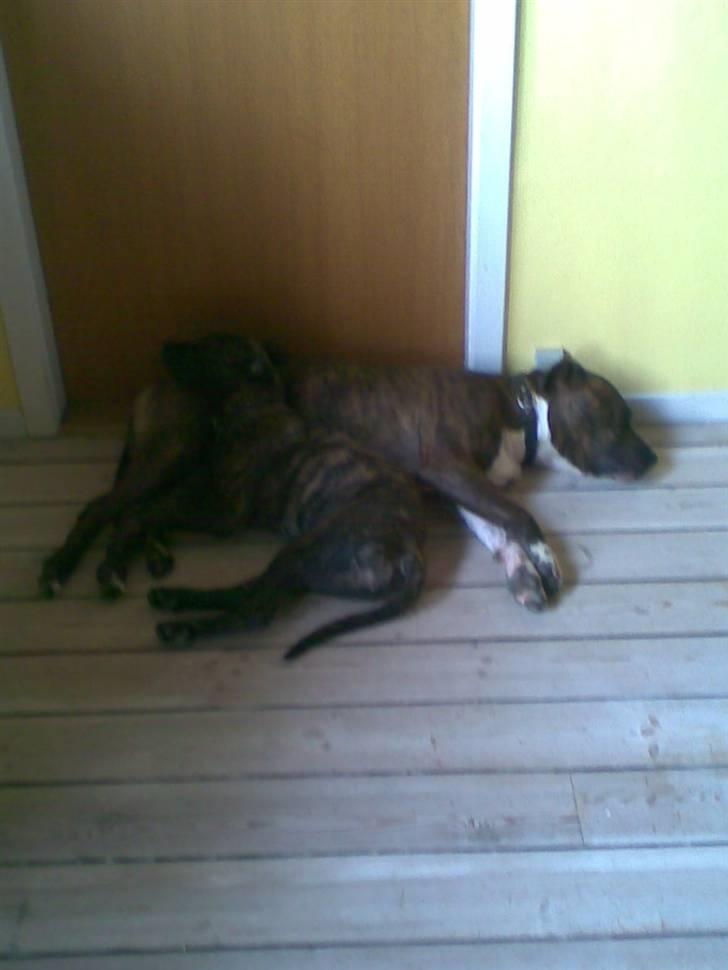 Amerikansk staffordshire terrier Sofie - 2 kamphunde kan ikke sammen det kan ses billede 9