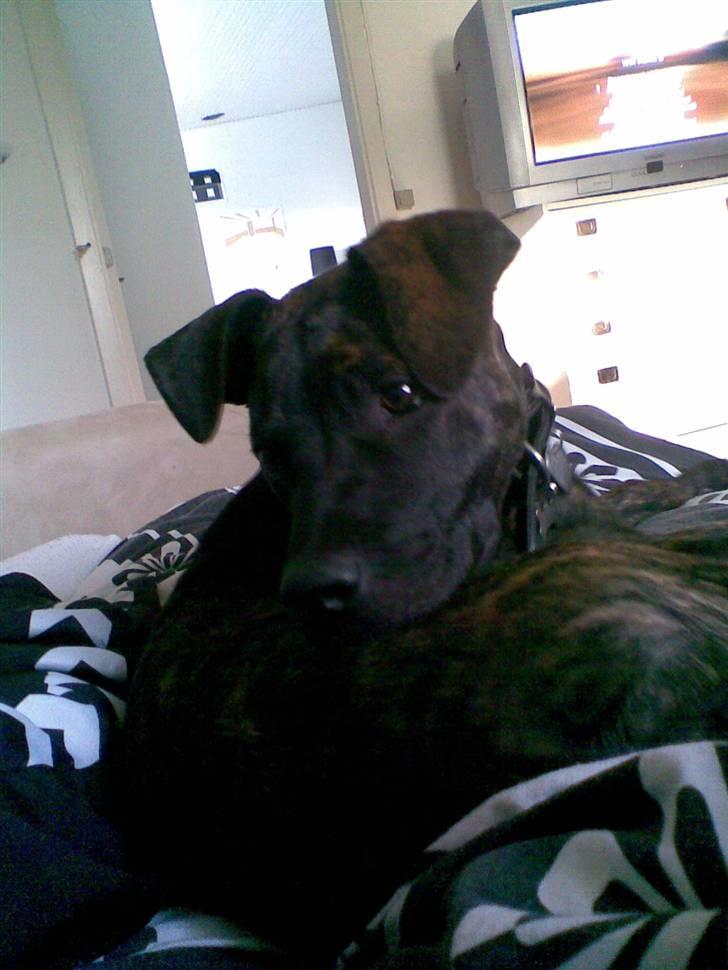 Amerikansk staffordshire terrier Sofie billede 10