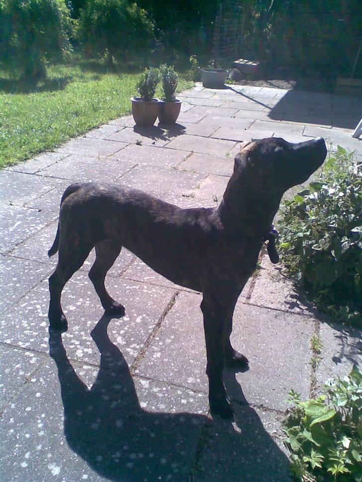 Amerikansk staffordshire terrier Sofie billede 11