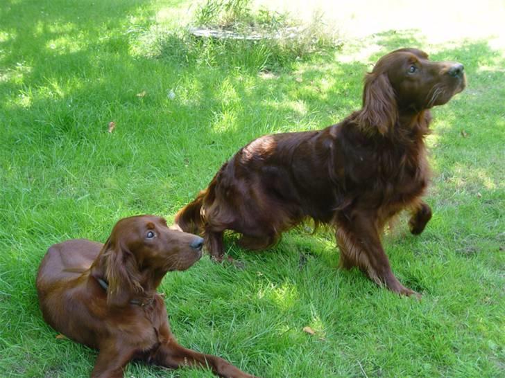 Irsk setter Mac - Mac er den er står op billede 4