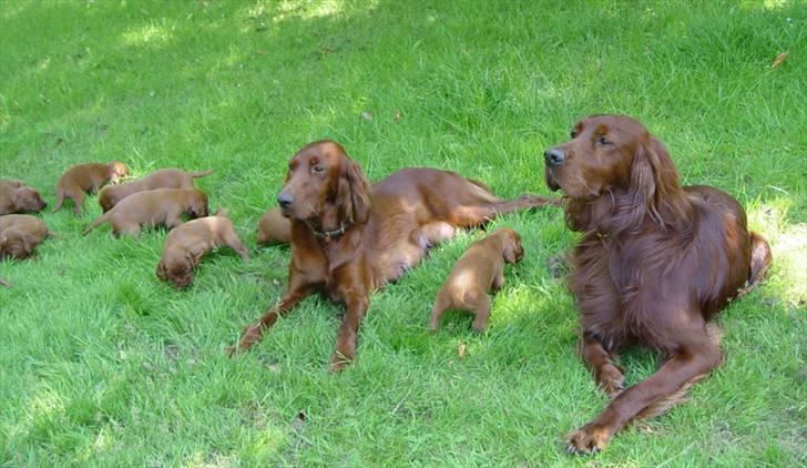 Irsk setter Mac - (Mac er den til højer) Alle hans søde hvalpe billede 5
