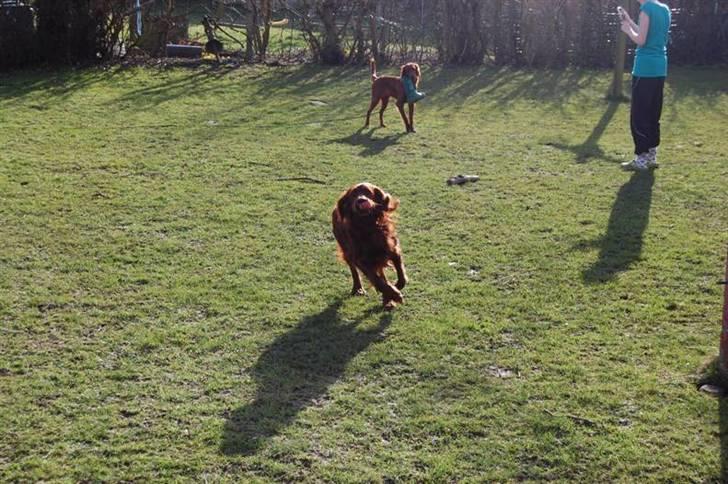 Irsk setter Mac - He he :-) billede 6