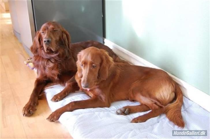 Irsk setter Mac - Diva og Mac billede 7