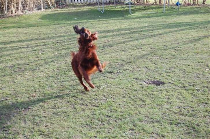 Irsk setter Mac - Hop ! billede 8