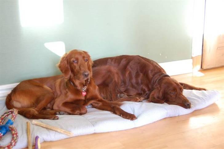 Irsk setter Mac - Diva og Mac billede 9