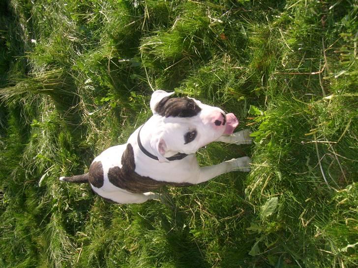 Blanding af racer Hermann billede 16