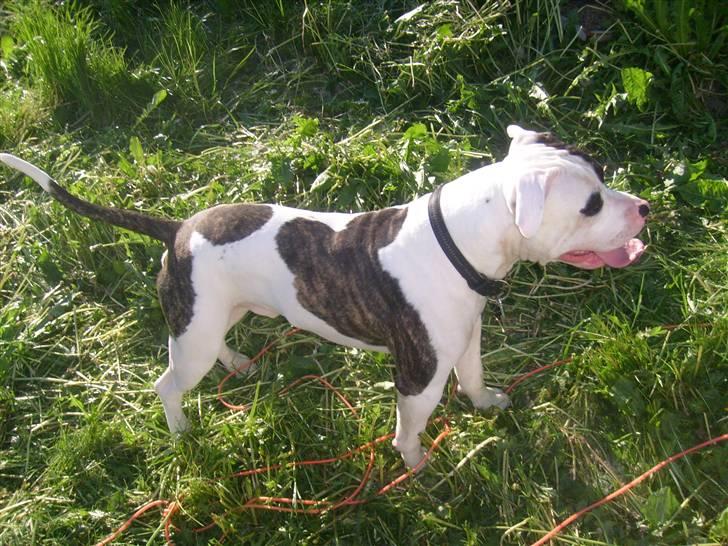 Blanding af racer Hermann billede 17