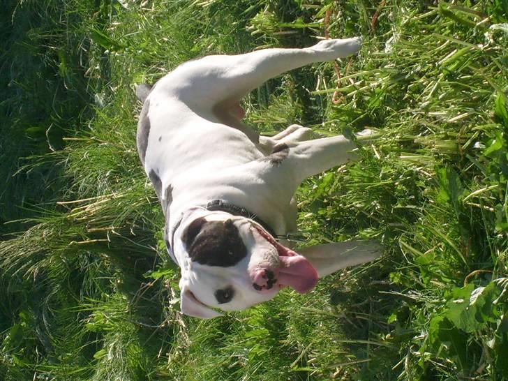 Blanding af racer Hermann billede 18