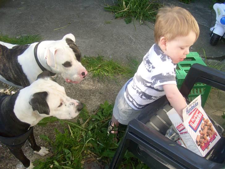 Blanding af racer Hermann billede 19