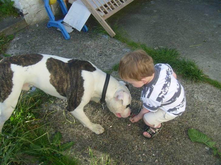 Blanding af racer Hermann billede 20