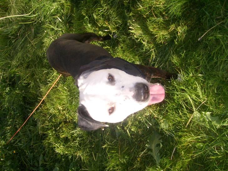 Blanding af racer Zitka billede 16