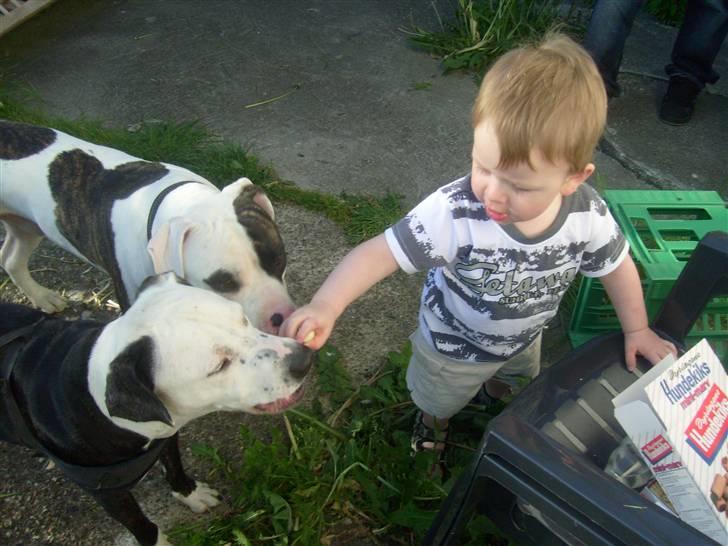 Blanding af racer Zitka billede 17