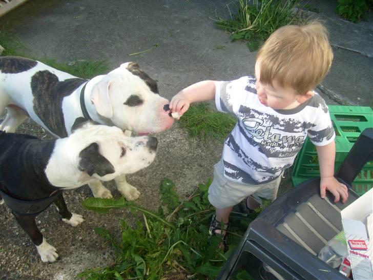 Blanding af racer Zitka billede 18