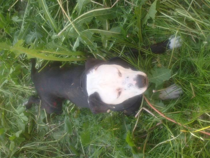 Blanding af racer Zitka billede 19