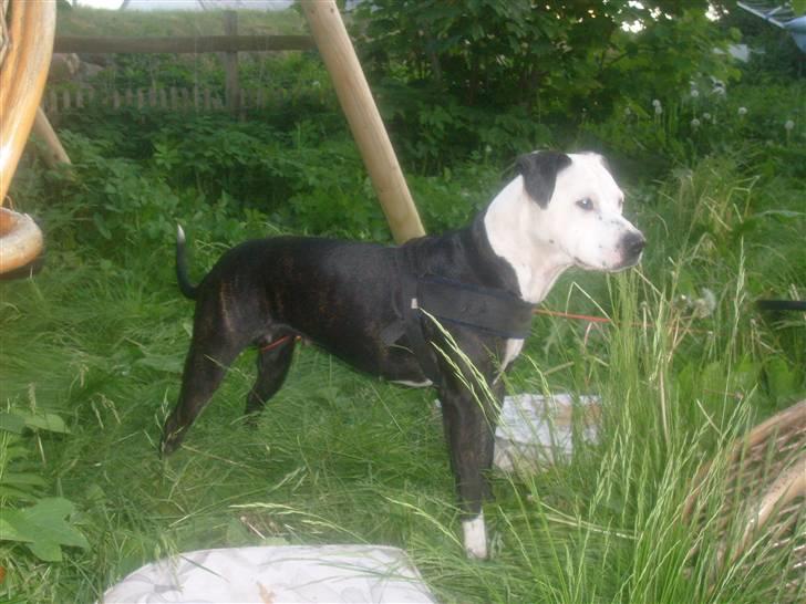 Blanding af racer Zitka billede 20