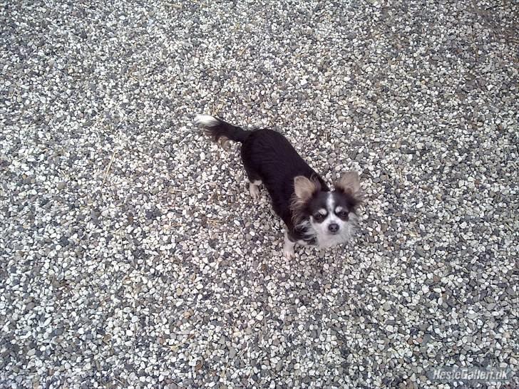 Chihuahua Golden pearls  mademossel billede 1