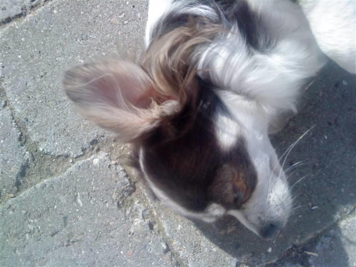 Chihuahua Golden pearls  mademossel billede 2