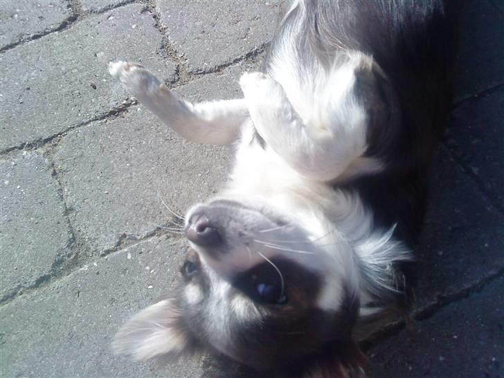 Chihuahua Golden pearls  mademossel billede 3